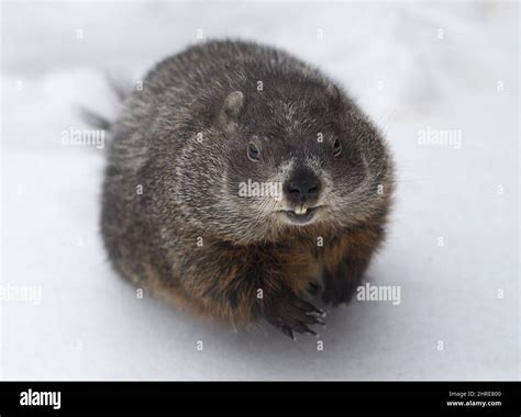 Shubenacadie Sam looks around after emerging from his burrow at the wildlife park in ...