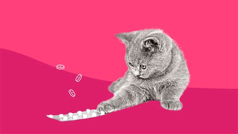 16 pet antibiotics: When does your pet need antibiotics?