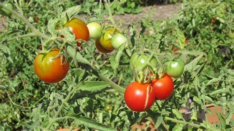 Determinate Vs Indeterminate Tomato Varieties | What Grows There :: Hugh Conlon ...