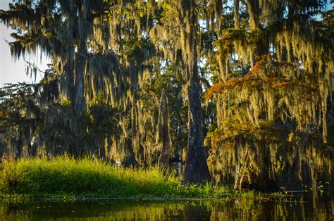 Lake Martin & Cypress Island Nature Preserve | Visit Lafayette