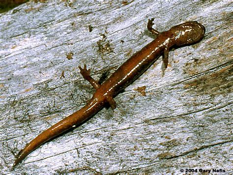 Coeur d'Alene Salamander - Plethodon idahoensis