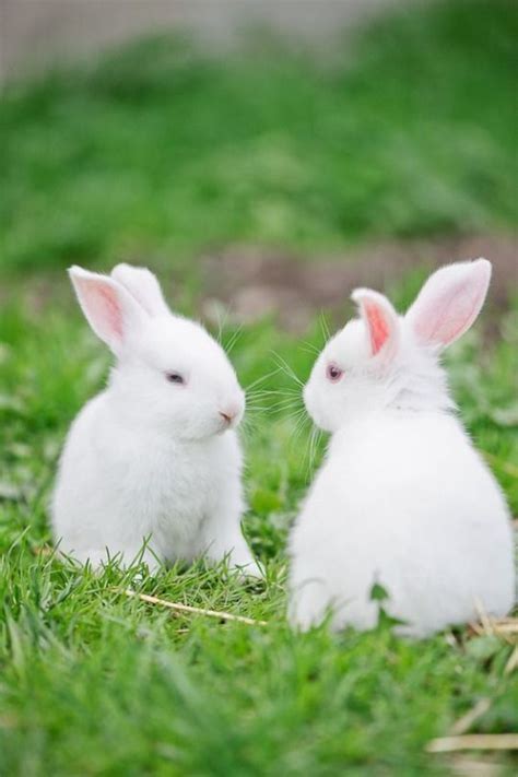 whisperofvintage | Cute baby bunnies, White rabbits, Rabbit