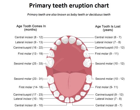 Pin on Dental Education