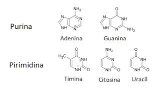 Biología 9° LAT : SEMANA 2: Estructura del ADN