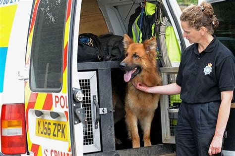 Cheshire Police Dog Unit on the hunt for new talent - wilmslow.co.uk