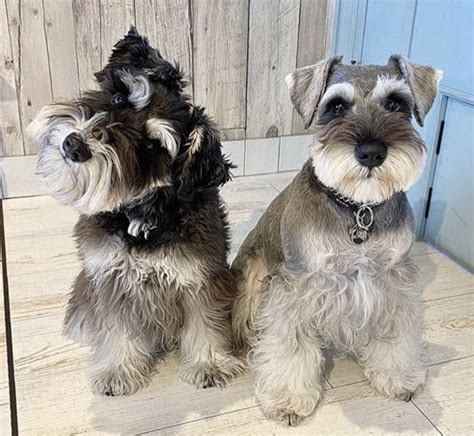 Different haircuts for mini schnauzers | Miniature schnauzer puppies, Schnauzer grooming ...