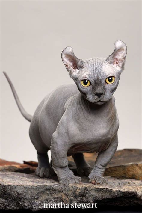 A Visual Guide to Hairless Cat Breeds | Hairless cat, Dwelf cat, Elf cat