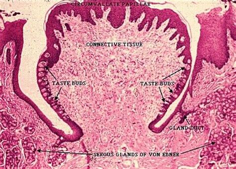 Circumvallate papilla Salivary Gland, The More You Know, Taste Buds ...