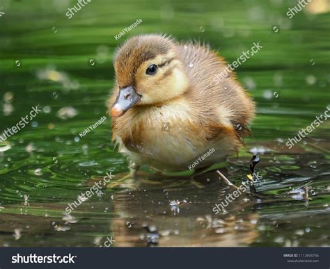 Cute Mandarin Duck Baby Water Stock Photo 1112693756 | Shutterstock