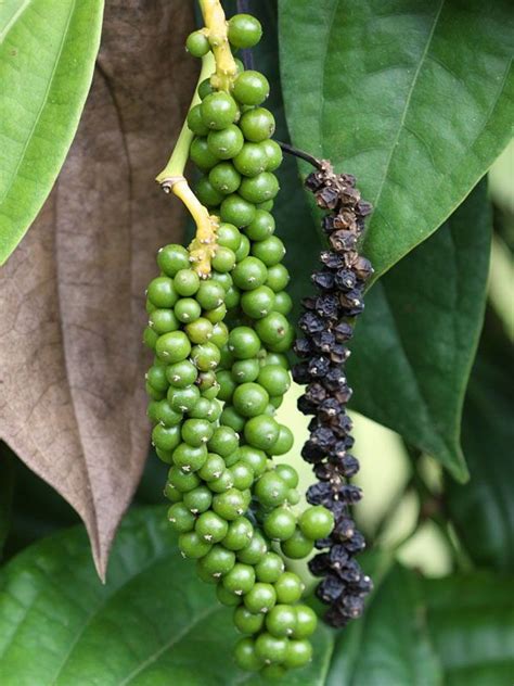 Amazing Ways on How to Grow Black Pepper Fast | Black pepper plant, Pepper plants, Live plants