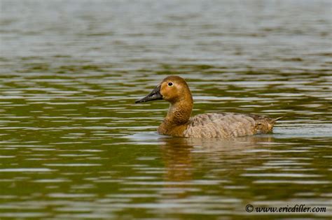 Female Canvasback Duck