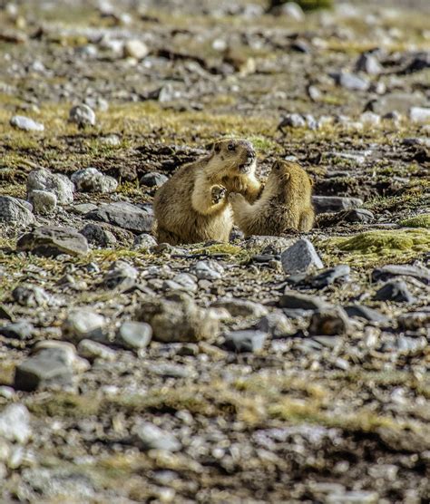 Wildlife in Ladakh – Abhishek Deepak