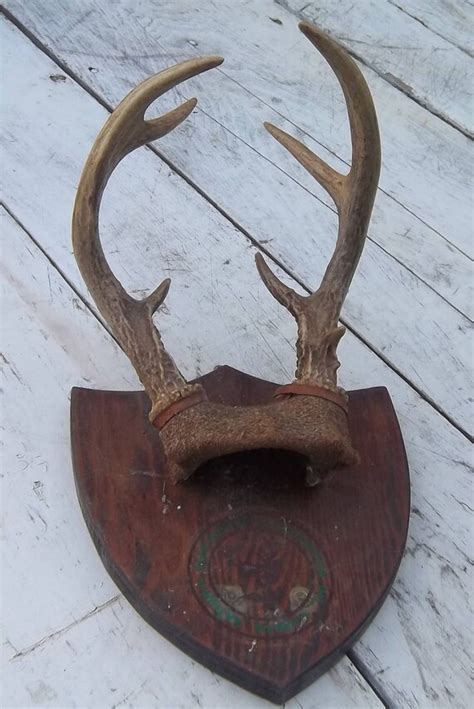 Vintage 6 POINT BUCK deer antlers Mounted by DOUBLEDOORANTIQUES