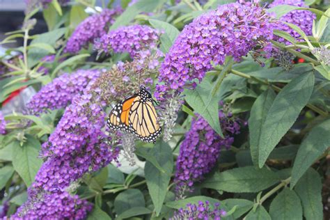 Lo & Behold® 'Purple Haze' Butterfly Bush – ButterflyBushes.com