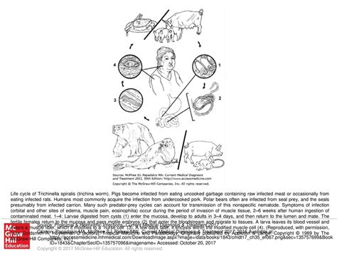 Life cycle of Trichinella spiralis (trichina worm) - ppt download