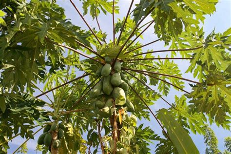 Tips to Grow a Papaya Tree | Papaya Tree Care