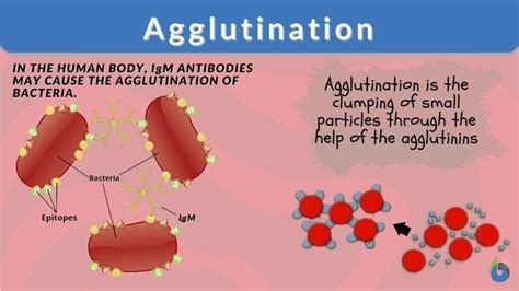 Agglutination - Definition and Examples - Biology Online Dictionary