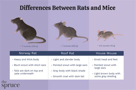 Roof Rat Vs House Mouse