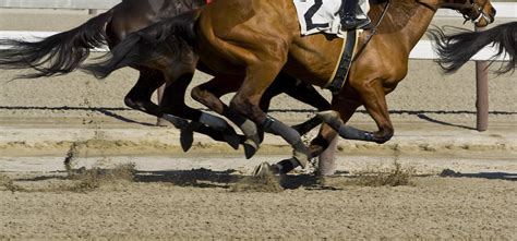 Thoroughbred horse racing – Galloping | Optimum Performance Equine