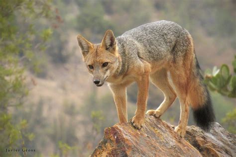 Zorro culpeo - Culpeo fox - Lycalopex culpaeus | Camino a Fa… | Flickr