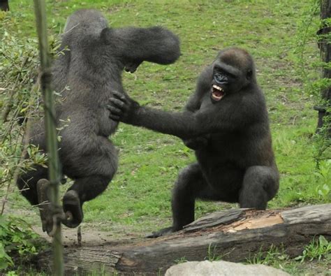 Fighting gorillas - Irish Mirror Online