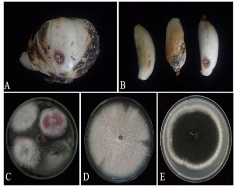Frontiers | Morphological, molecular, and biological characterization of bulb rot pathogens in ...