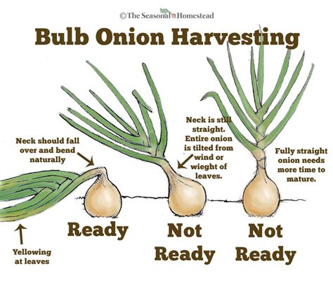 How to Harvest, Cure, and Store Onions - The Seasonal Homestead