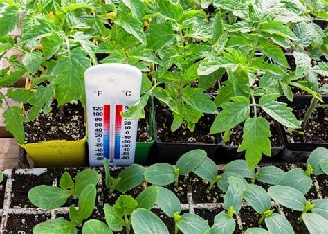 What Temperature Should A Greenhouse Be? - Greenhouse Info