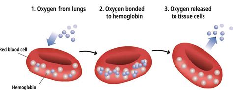 Red Blood Cell Structure And Function