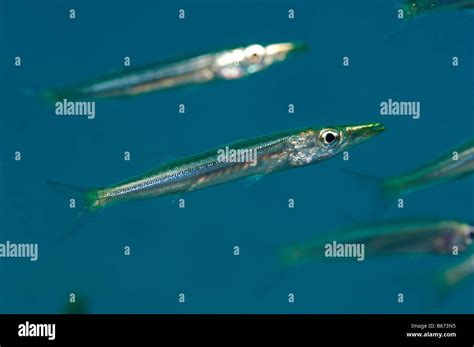 Juvenile Barracuda Baby Barracuda Sphyraena spec Marsa Alam Red Sea Stock Photo: 21054913 - Alamy