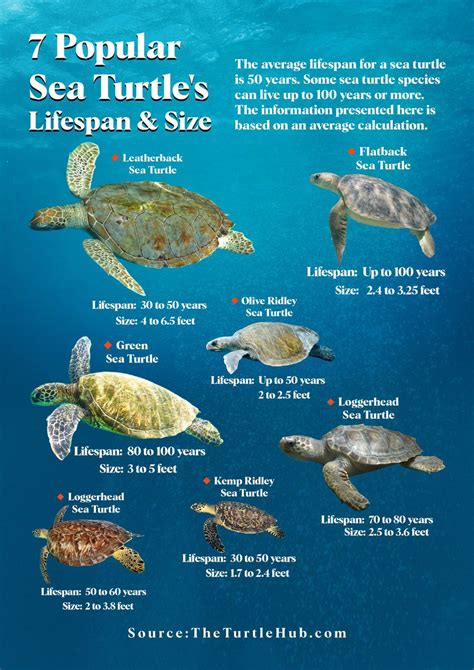 Sea Turtle Lifespan: How Long Do Sea Turtles Live? – The Turtle Hub