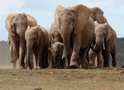 Elephant herd razes 500-kilometer Route of destruction Following ...