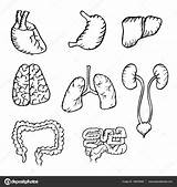 Internal Organs Human Body Image In Black And White Sketch Coloring Page sketch template
