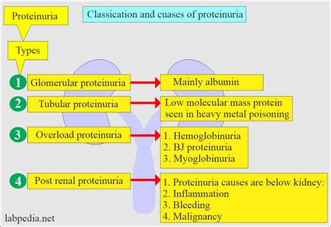 Urine Protein (Proteinuria), Spot Test, Microalbuminuria - Labpedia.net