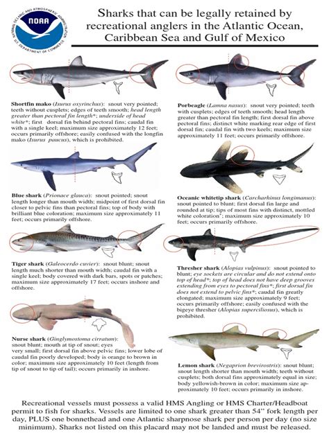 NOAA Shark Identification Placards | Sharks | Vertebrates