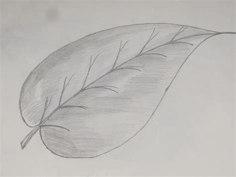 How to Draw or Sketch of Simple Plane Leaf #1 - Richa Art Club