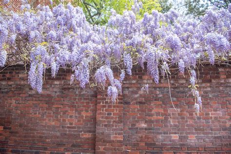 How to Identify and Remove Chinese Wisteria