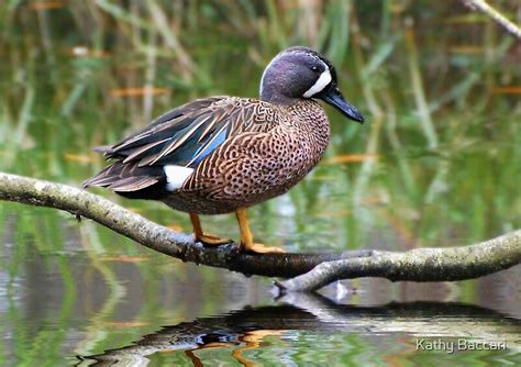 "Blue Winged Teal Duck" by Kathy Baccari | Redbubble