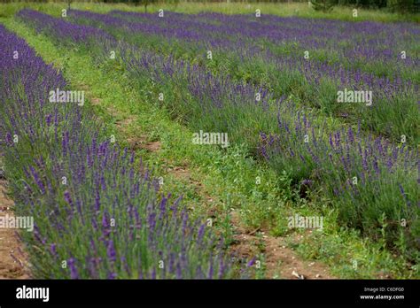 Lavender flower field Stock Photo - Alamy