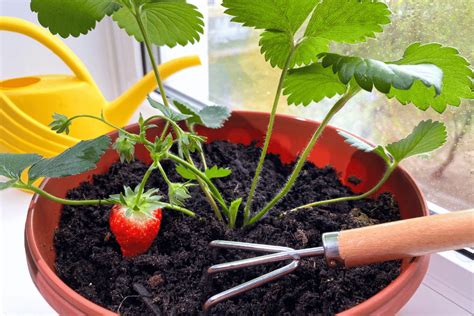 Strawberry Plant Growth Stages: Understanding the Fruit Development Process