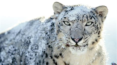 🔥 [45+] Snow Leopard Desktop Wallpapers | WallpaperSafari