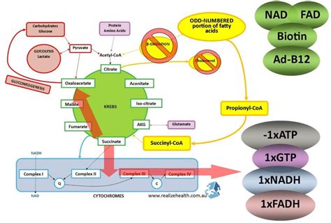 Mitochondria - NADH and ATP production via different pathways - Elizma ...