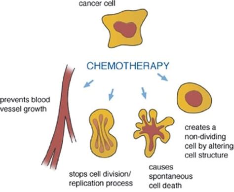 Cell Division, Cancer and Chemotherapy - Leukemia