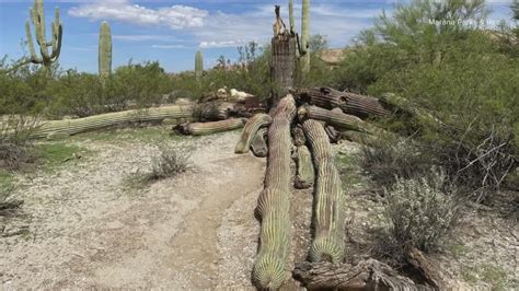 Arizona's 'Strong-Arm' saguaro cactus collapses | 12news.com