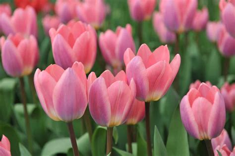 Tulip: Meaning, Symbolism, and Proper Occasions for This Iconic Flower ...