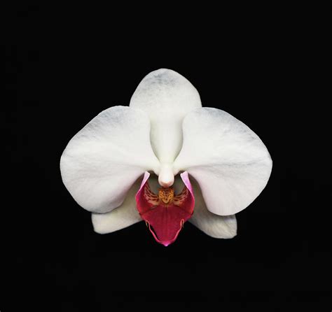 Moth Orchid Against Black Background Photograph by Mike Hill - Fine Art America