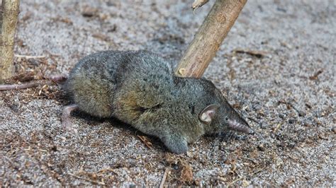 Hero shrews have one of the most bizarre spines—and we don’t know why