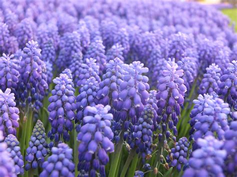 Hyacinth Meaning and Symbolism | Bouqs Blog