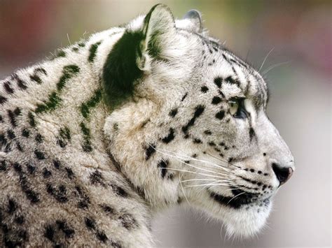 10 of the Most Famous Endangered Species | Britannica.com