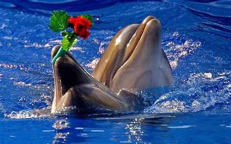 two dolphins in the water with one holding a flower